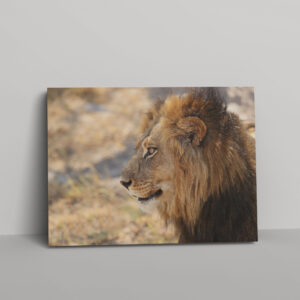 allatok-013-vaszon-negyzet Állatok #013