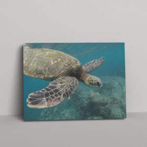 allatok-015-vaszon-negyzet Állatok #015